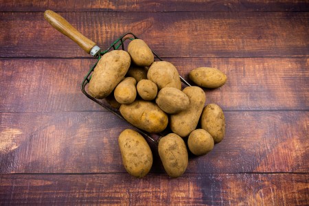 Kartoffeln, Sorte Finka