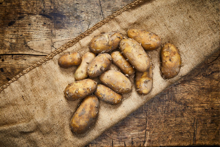 Kartoffeln Annabelle neu (festkochend)